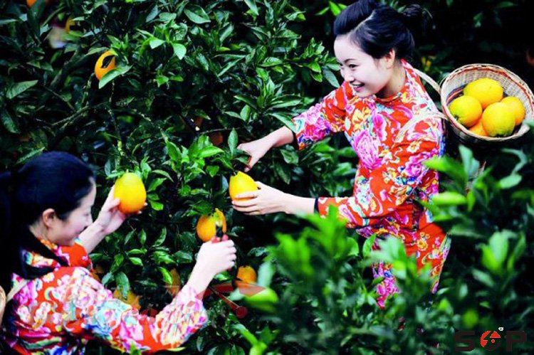 首普邀您11月下旬共赴贛南臍橙之旅